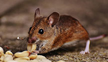 24 Hour & Emergency Exterminators in Saint Marys, OH